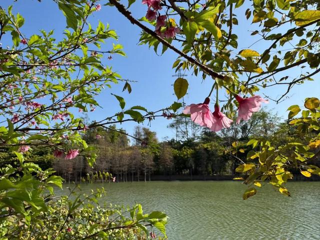 大城名园 万物和谐｜钟花樱打响“头炮”！快来这里看广州早樱→