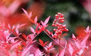 北方的烈阳(寒冷的冬天养一盆南天竹，成寒冬里的烈阳，十分有年味)