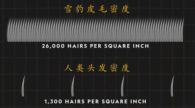 新知丨雪豹说:“啊嗷啊嗷啊啊哦——”