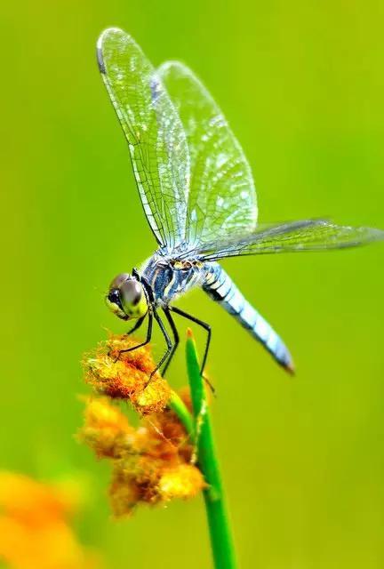 什么是昆虫？六只腿、复眼、一对触角...