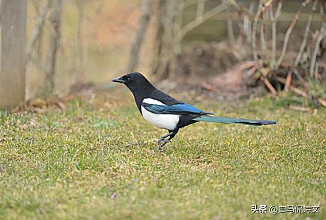 余秀华佳作《在田野上打柴火》：人间情事一丢，就有了清澈的骨骼