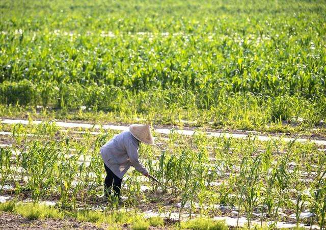 俩儿子争抢着要把李婶接到城里尽孝，可是她却骂儿子们不孝顺…