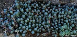 蓝豆(多肉植物百科之蓝豆 带香味的多肉)