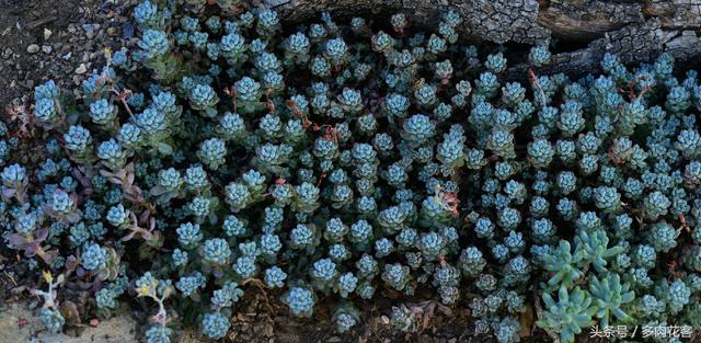 多肉植物百科之蓝豆 带香味的多肉