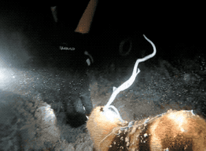 你怕什么,我来什么,利用这种心理生物创造出奇葩的防御机制