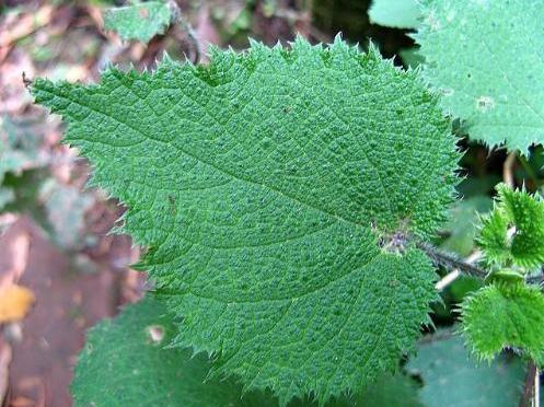 荨麻草俗称藿麻,生于混交林、草地、沟边等地,生有短毛和蜇