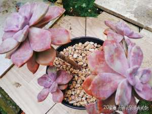 紫悦(多肉紫悦虽然好养，但配土不合理或养护环境不通风的话它也会黑腐)