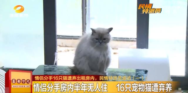 女租客突然离去,房东直呼恐怖:房内遗弃十余只猫,垃圾遍地、恶臭难闻……