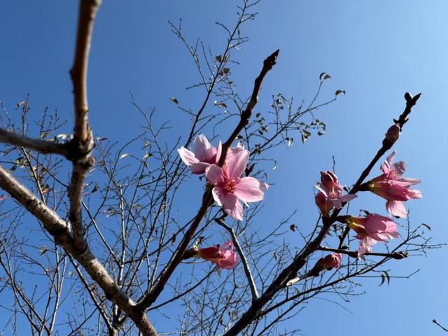 大城名园 万物和谐｜钟花樱打响“头炮”！快来这里看广州早樱→