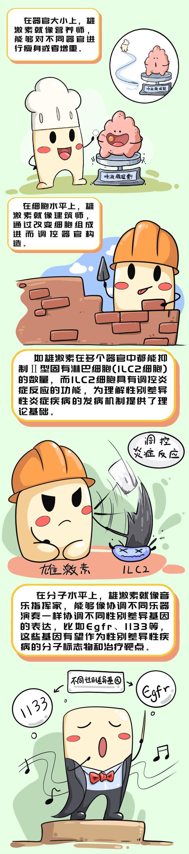 雄激素为何那么能干?科学家解析雄激素调控性别差异的分子细胞基础