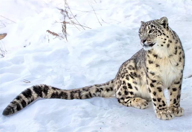 新知丨雪豹说:“啊嗷啊嗷啊啊哦——”