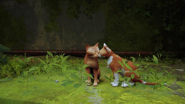 《Stray》评测：竟然有游戏如此明目张胆的收割猫奴！我无法拒绝