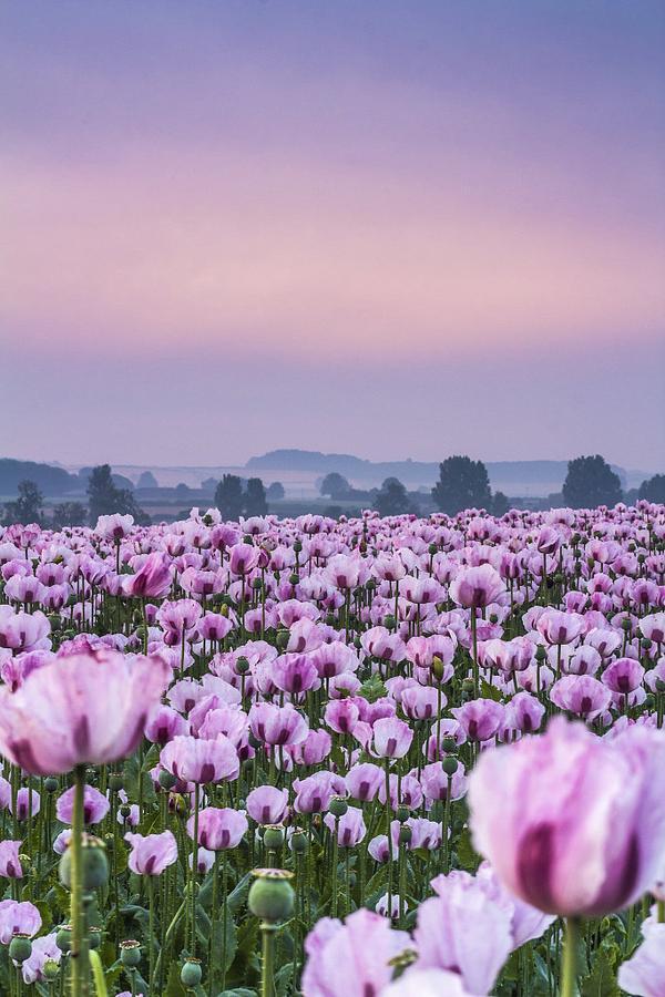 少女心爆棚！英国粉红花海与粉色天空相互映衬如诗如画