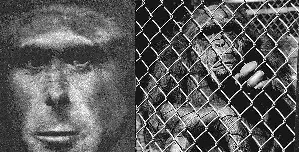 “人兽杂交”是何目的?苏联5名女性主动请缨,日本搞起胚胎试验