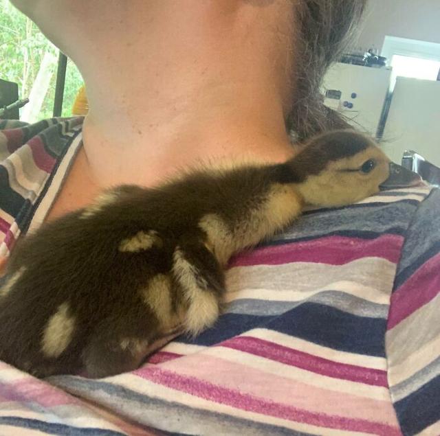 40张可爱的鸭子照片,温馨又治愈,心都融化了