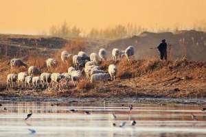 狞猎(两男子持刀强迫放羊娃与智障女发生性关系，供其观看放羊娃没罪，两男子犯了强奸罪)
