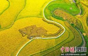 上星(江阳通滩高粱油菜现代农业园区成功“上星”)