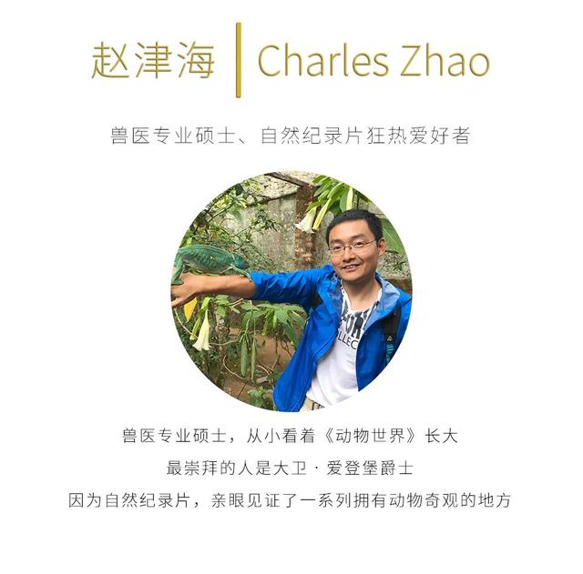 荒野间谍第二季-大迁徙队伍里的间谍红蟹