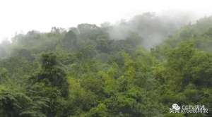 雨林精灵(热带雨林精灵)