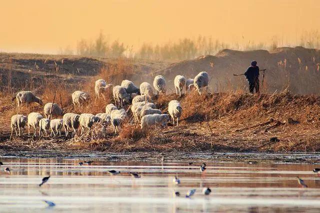 两男子持刀强迫放羊娃与智障女发生性关系,供其观看!放羊娃没罪,两男子犯了强奸罪!