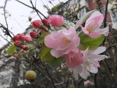 张郎娶了李海棠