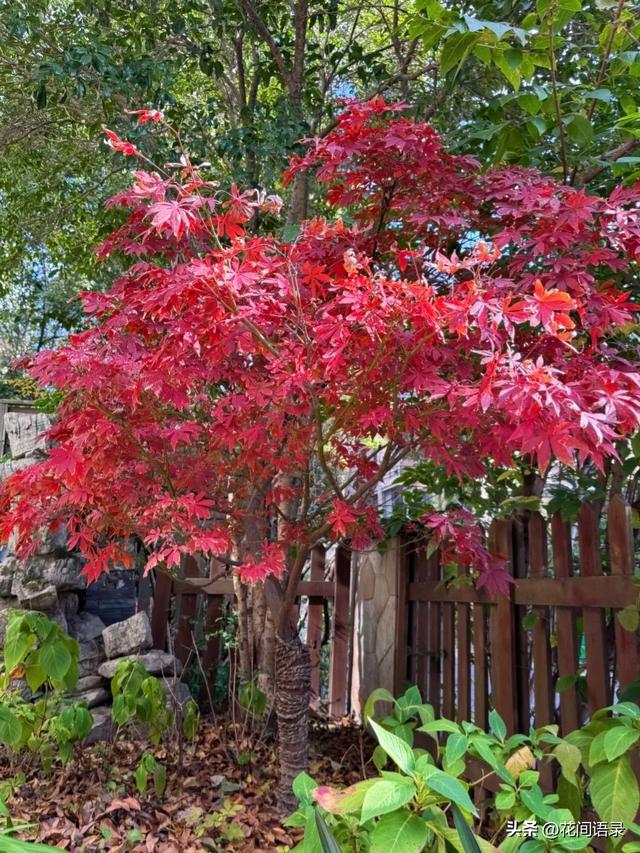 苏州园林因“红到极致的枫树走红”，拍照美如画，越看越漂亮