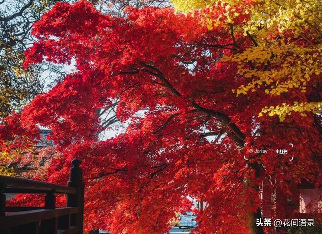 苏州园林因“红到极致的枫树走红”，拍照美如画，越看越漂亮