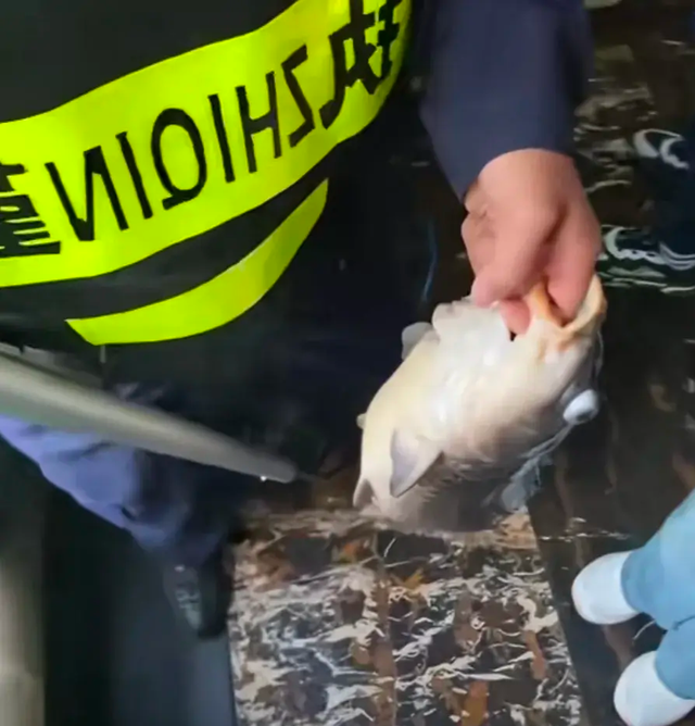 太搞笑了！国庆第一倒霉鬼，济南锦鲤吃撑而死，保安用证据劝游客