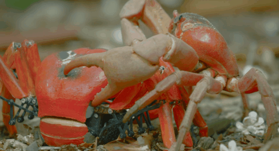 荒野间谍第二季-大迁徙队伍里的间谍红蟹