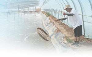 芦苇青青(盐碱地里养海鲜（人民眼·盐碱地综合利用）)