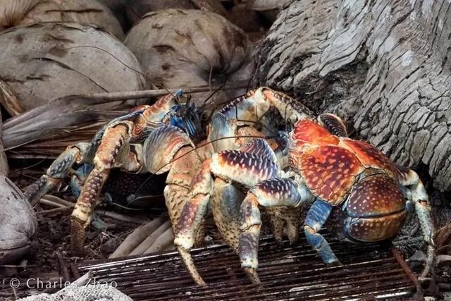 荒野间谍第二季-大迁徙队伍里的间谍红蟹