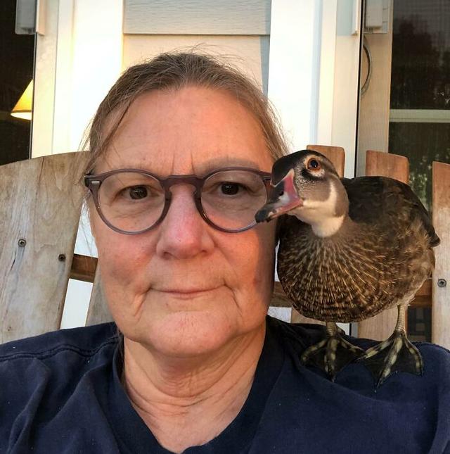 40张可爱的鸭子照片,温馨又治愈,心都融化了