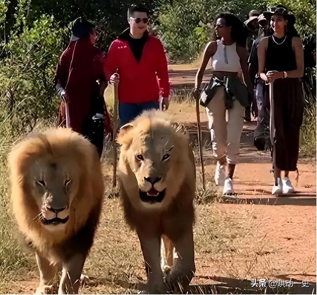 非洲土皇帝王垚：丰臀辣妹当助理，生活奢靡为何多次被官媒表扬？