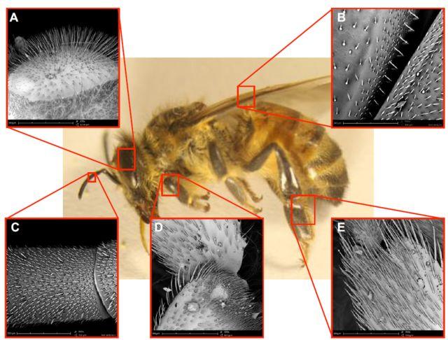 主子，求您赏脸洗个澡吧，成天舔毛能弄干净吗？
