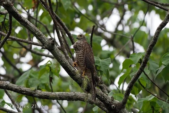 荒野间谍第二季-大迁徙队伍里的间谍红蟹