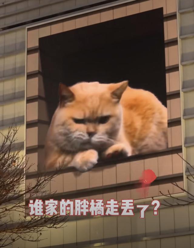 “最大胖橘”现身上海徐家汇,屏幕后的他说萌猫“很治愈”