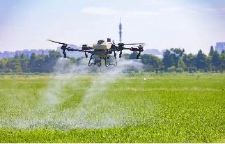 红柘、金稻、粉蔬，奉贤这个村的“庭院经济”有看头！