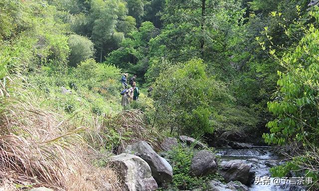 为何现在的茶没有以前的好喝？20年喝茶经验的老茶客，深度分析