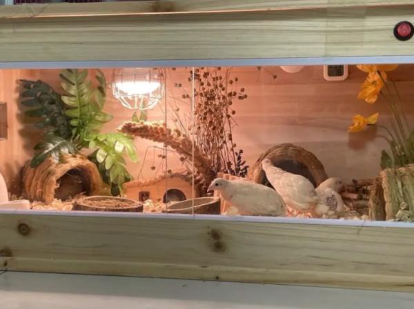 “世界上最小的鸡”走红网络，很多人在养，专家却这样说