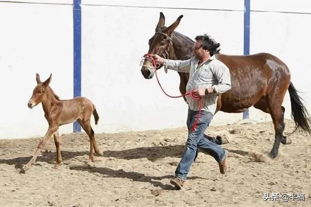 为什么有人说骡子怀孕必死？骡子真的不能生育吗？