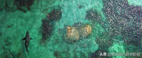 人类对鲨鱼的恐惧，都在这4部电影里了