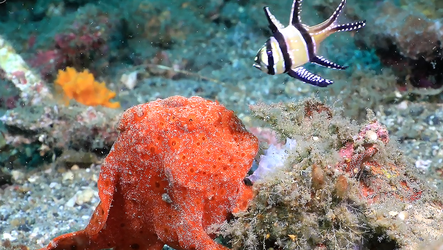 攻击速度最快的鱼，堪称“鱼界第一快嘴”，但它竟然不会游泳？