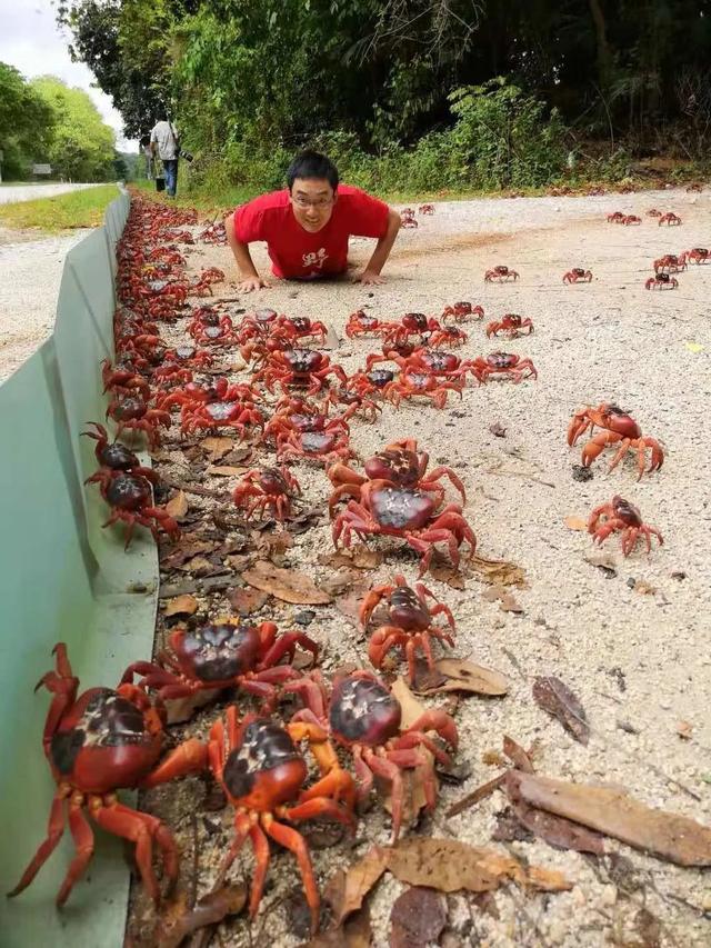 荒野间谍第二季-大迁徙队伍里的间谍红蟹