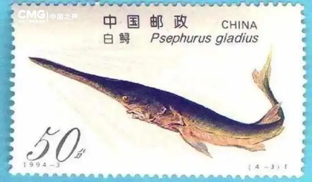 时光里丨长江追鲟四十年 他说保护中华鲟的人没有放弃