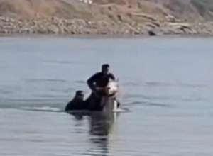 自由如风(湖北仙桃救人“白龙马”突发病死亡，网友：愿在天堂自由如风)