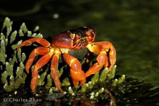 荒野间谍第二季-大迁徙队伍里的间谍红蟹