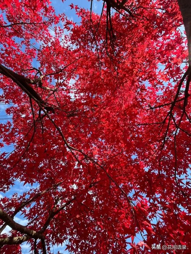 苏州园林因“红到极致的枫树走红”，拍照美如画，越看越漂亮