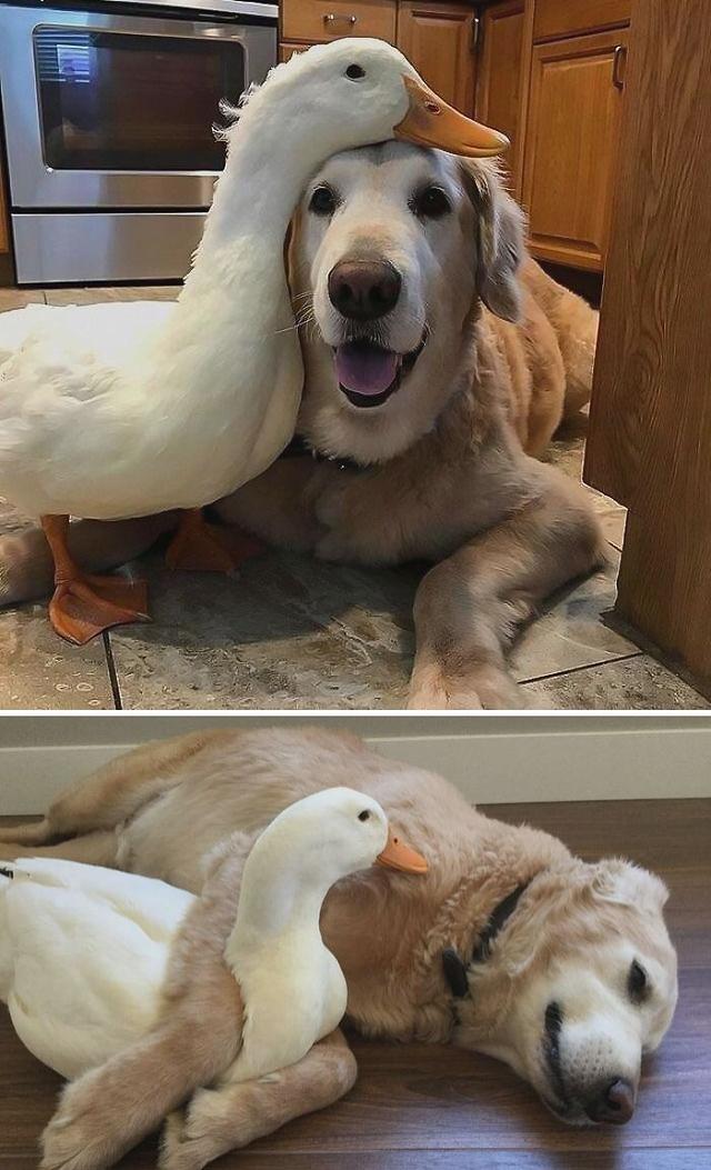 40张可爱的鸭子照片,温馨又治愈,心都融化了