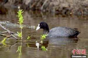 鸡会不会游泳(吉林天桥岭林区发现“会游泳的鸡”)