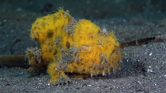 攻击速度最快的鱼，堪称“鱼界第一快嘴”，但它竟然不会游泳？